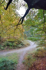 Sentier en forêt de Saint-Amand-les-Eaux