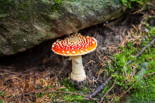 Fliegenpilze im Wald