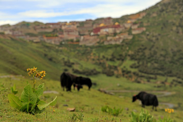 yaks n ganden monastery