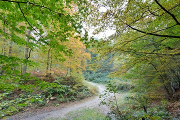 Fototapeta premium Sentier en forêt de Saint-Amand-les-Eaux en automne