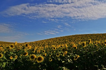 Sonnenblumenfeld in Ungarn