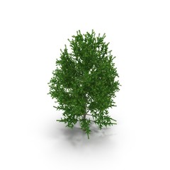 Old Poplar tree isolated on white. 3D illustration