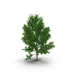 Old Poplar tree isolated on white. 3D illustration