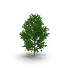 Old Poplar tree isolated on white. 3D illustration