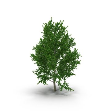 Old Poplar tree isolated on white. 3D illustration