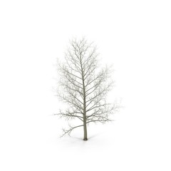 Old poplar tree without leaves. Isolated over white. 3D illustration