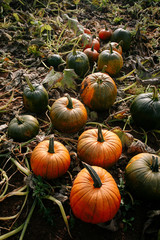 Pumpkin Patch