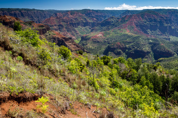 Fototapeta na wymiar Blick über den Waimea Canyon auf Kauai, Hawaii, USA.