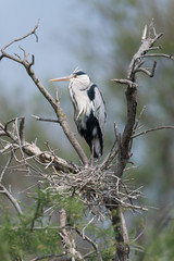 Graureiher, Grey heron, Ardea cinerea