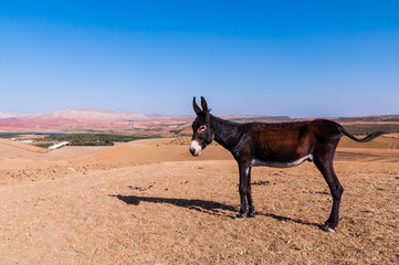 Esel auf einem Feld vor dem Stausee Barrage Sidi Chahed; Marokko