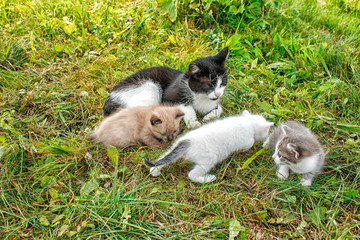 Fototapeta na wymiar cat with three kittens walking on grass