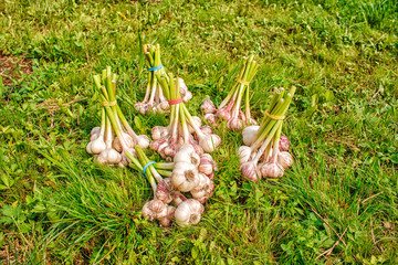 some bundles of garlic lying on the grass