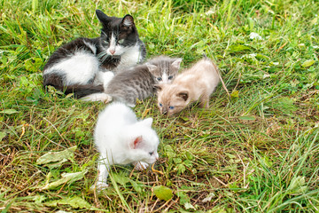 cat with three kittens walking on grass