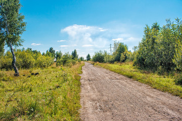 dirt road in the woods