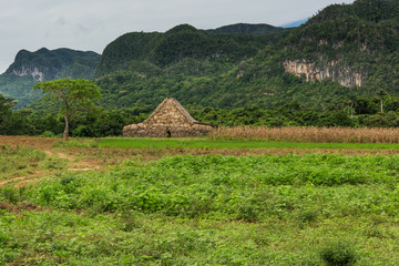 Fototapeta na wymiar Young tobacco plantation in Vinales, Cuba
