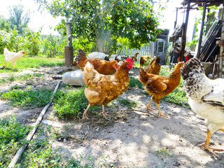 Hens on a farmyard