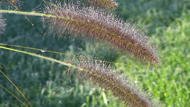 Taunasse Rispengr&auml;ser wiegen sich im Wind