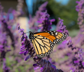Monarch butterfly resting on purple flowers to feed on nectar.