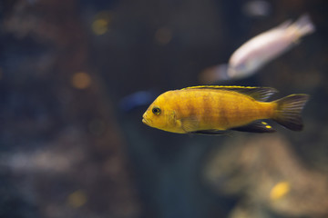close up on yellow cichlid Labidochromis caeruleus Malawi fish
