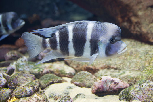 close up on tropical Cyphotilapia frontosa fish