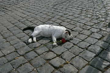dead cat n rose on cobblestone