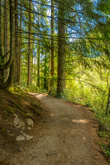 Fragment of Lake Cowichan trail in Nanaimo, Vancouver, Canada.