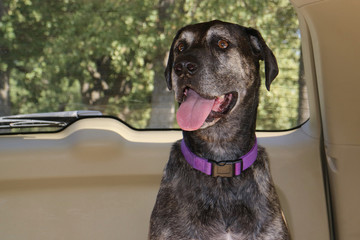 Inquisitive look, Hound Dog enjoying a car ride