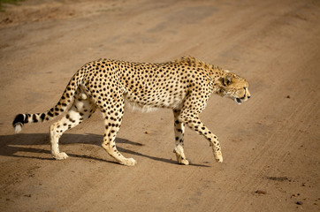 Beautiful male cheetah walking across a dirt road in Kenya's Masai Mara National Park