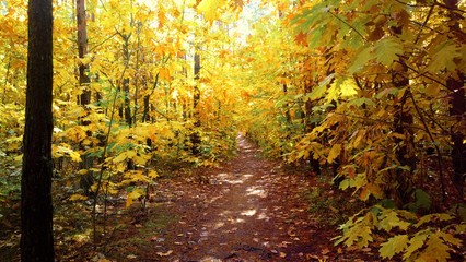 Droga leśna w jesienne,słoneczne popołudnie