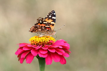 A Painted Lady Butterfly feeds on a pink zinnia blossom in the garden.