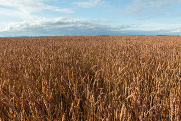 golden wheat field