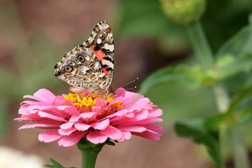 A Painted Lady Butterfly feeds on a pink zinnia blossom in the garden.