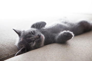 sleeping grey kitten