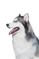 Fluffy Siberian Husky dog lying on a white background