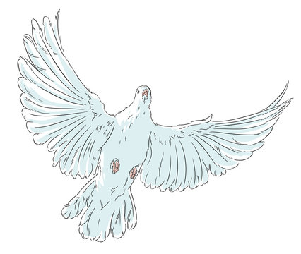 The dove of peace the white bird