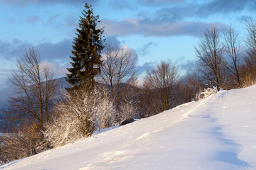 Snow-covered mountain slope with a large fir with cones on a background of blue sky. Winter mountain landscape.