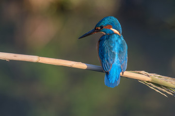 Alcedo atthis