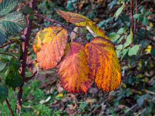 Red and Orange leaves