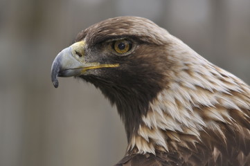 Curious royal eagle looking at me, Quebec, Canada