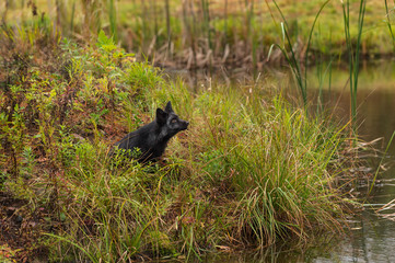 Silver Fox (Vulpes vulpes) Sits