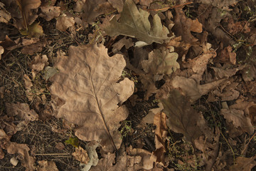 oak leaf