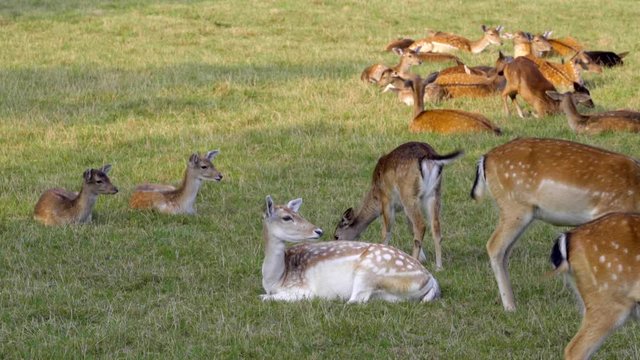 Reh Herde grast friedlich auf einer Wiese