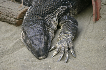 white throated monitor lizard