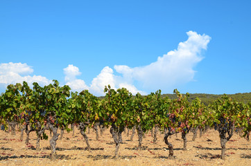Fototapeta na wymiar Vineyard Landscape France
