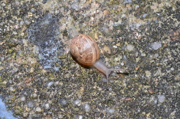 Schnecke