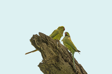 Alexandrine Parakeet in Assam