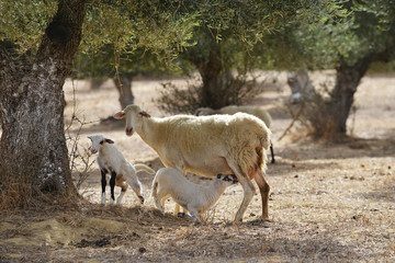Obraz premium mountain goats
