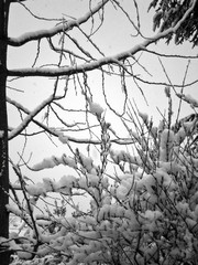 A private garden full of snow in winter