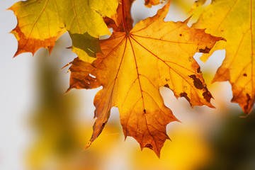 Naklejka na ściany i meble Golden Autumn leaves backlit