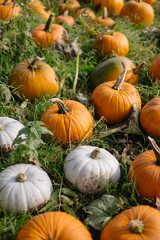 Pumpkins in Patch